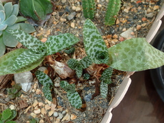 Ledebouria socialis
