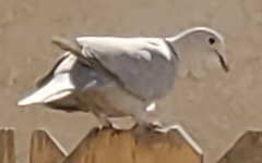 Streptopelia decaocto