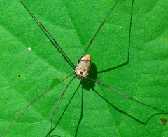 Leiobunum nigropalpi