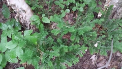 Taxus canadensis