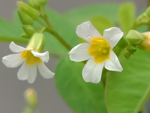 Oxalis barrelieri iNat (1)