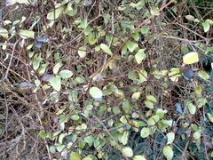 Olearia fragrantissima