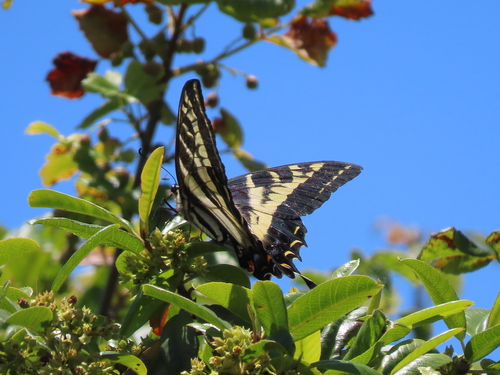 Pale Swallowtail photo 4