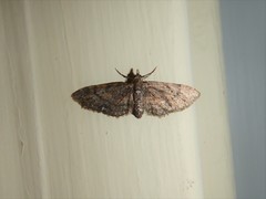 Eupithecia palpata