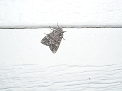 Acronicta impressa