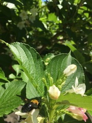 Xylocopa appendiculata circumvolans