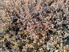 Samolus repens repens