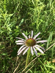 Echinacea pallida