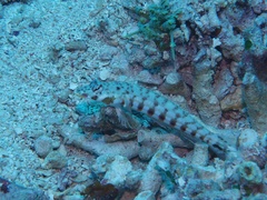 Parapercis clathrata