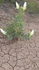 Mentzelia decapetala