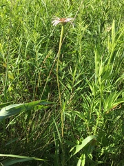 Echinacea pallida