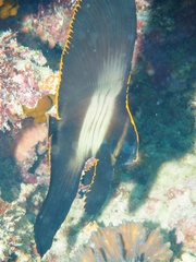 Platax pinnatus