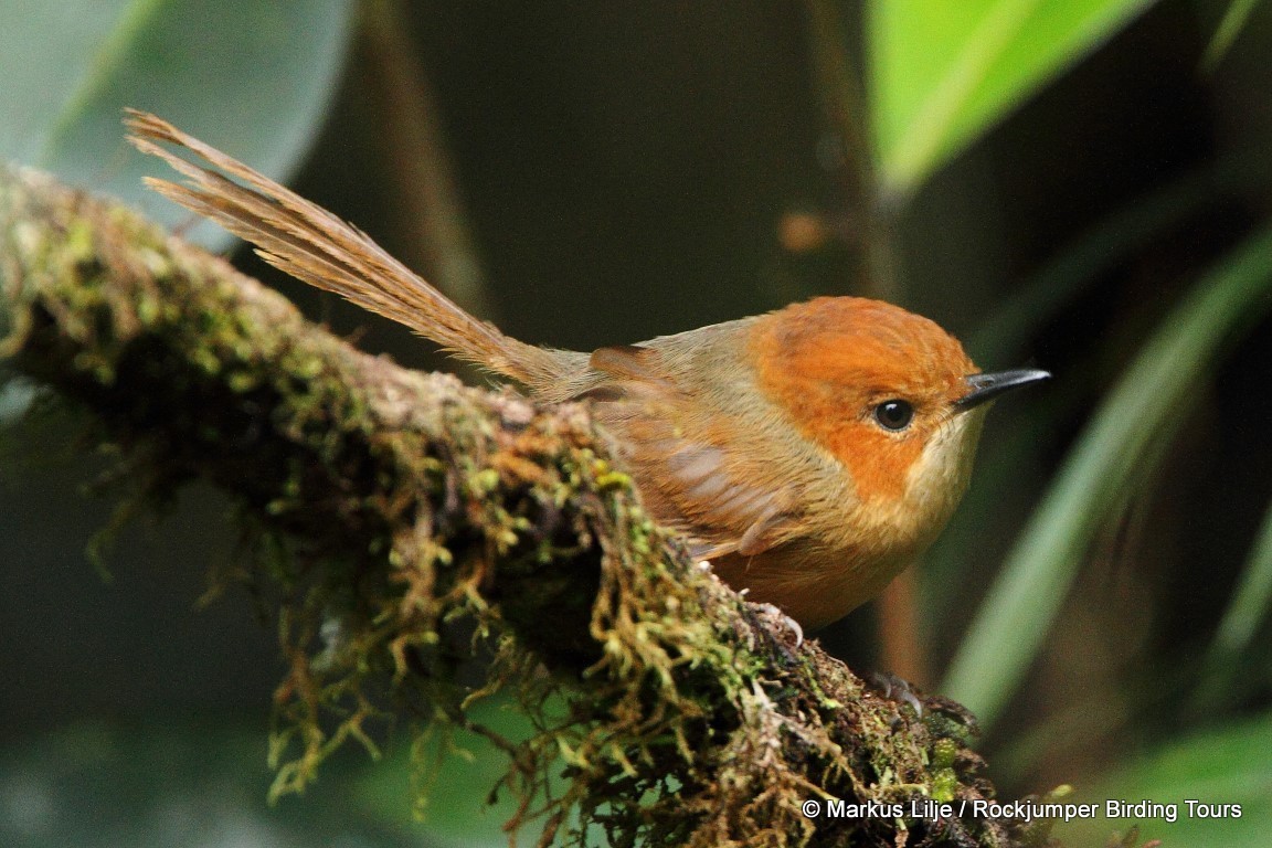 Orange-crowned Fairywren illustration
