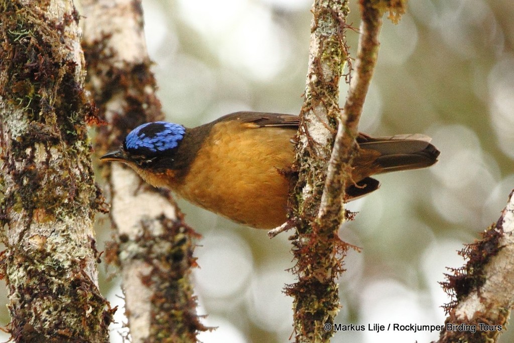 Blue-capped Ifrita (Ifrita kowaldi) photo