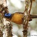 Blue-capped Ifrita - Photo (c) Markus  Lilje, some rights reserved (CC BY-NC-ND), uploaded by Markus  Lilje