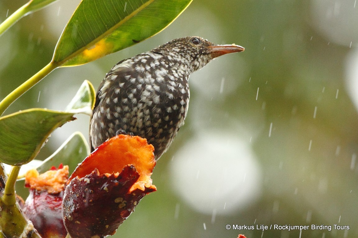 Spotted Berrypecker illustration