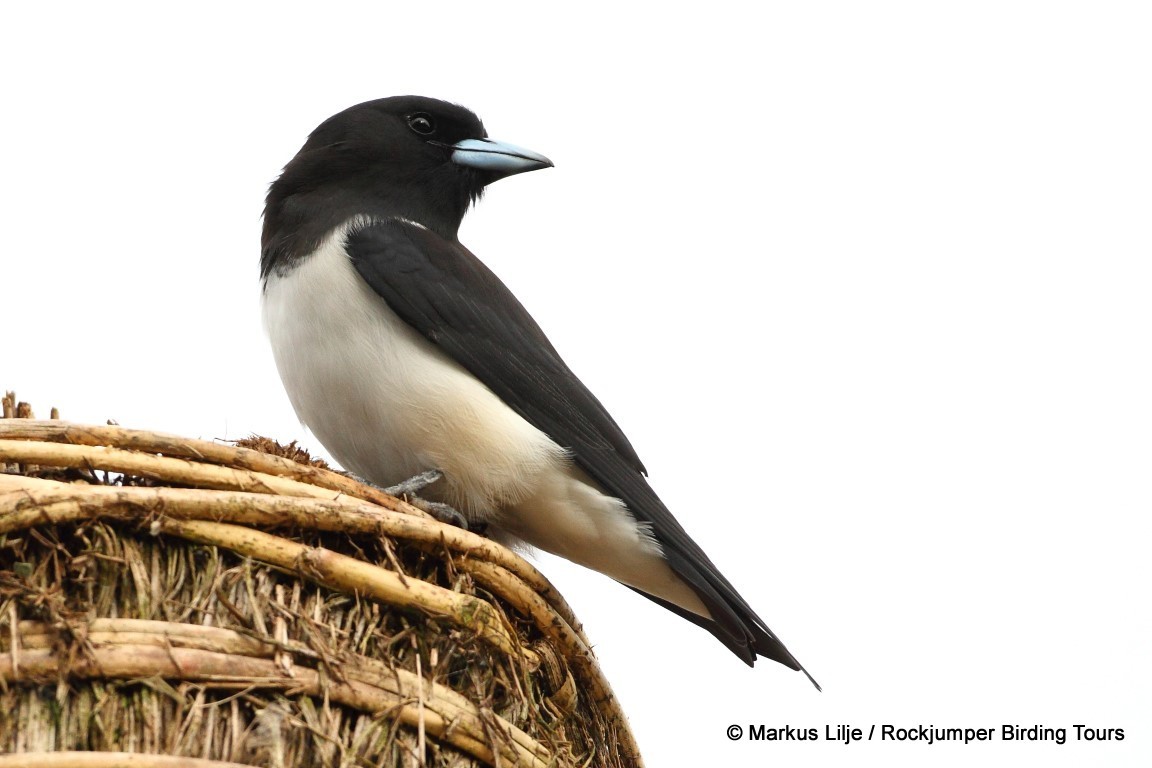 Great Woodswallow illustration