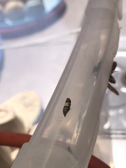 Epiblema tripartitana