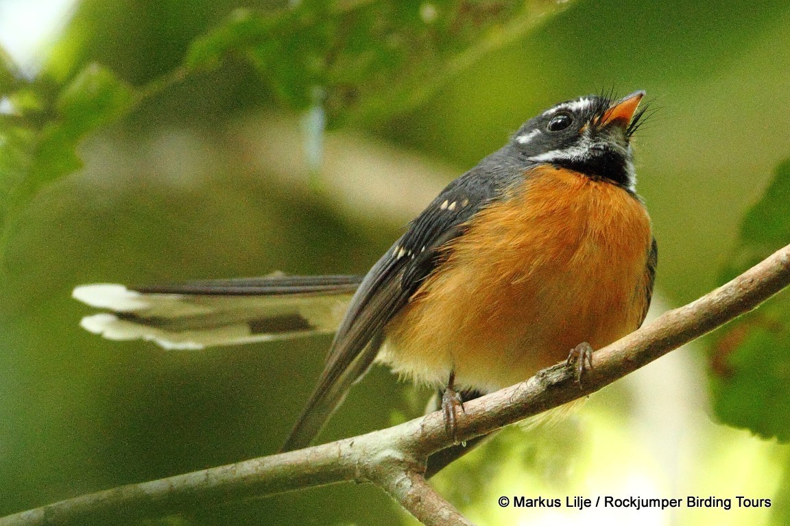 Chestnut-bellied Fantail illustration