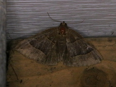 Parallelia bistriaris