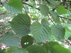 Euptelea polyandra