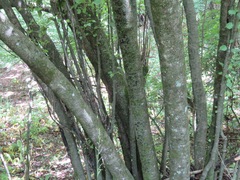 Euptelea polyandra