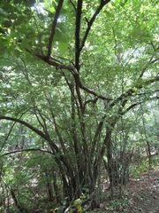 Euptelea polyandra