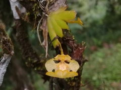 Erycina