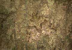 Polyclysta hypogrammata