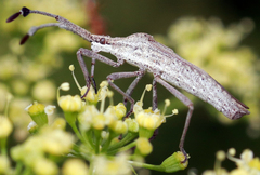 Chariesterus antennator