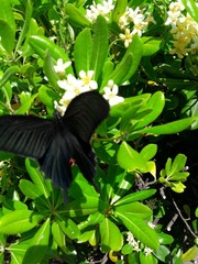 Papilio demetrius