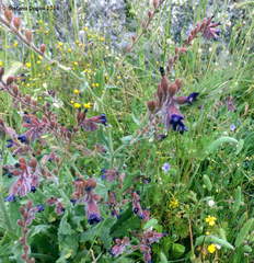 Anchusa hybrida