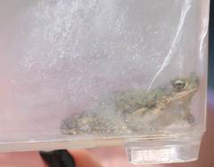 Anaxyrus debilis