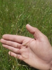 Danthonia unispicata