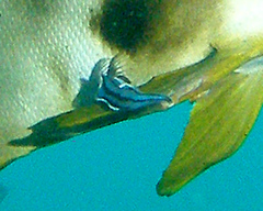 Conchoderma virgatum