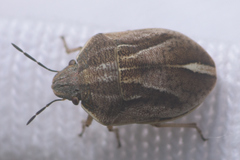 Homaemus aeneifrons