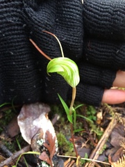 Pterostylis brumalis