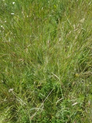 Danthonia unispicata