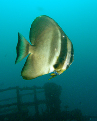 Conchoderma virgatum