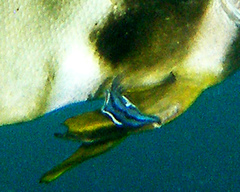 Conchoderma virgatum