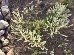 Lepidium thurberi