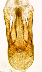 Phloeostiba lapponica