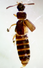 Phloeostiba lapponica