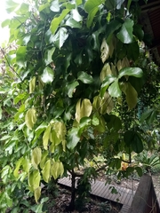 Strongylodon macrobotrys