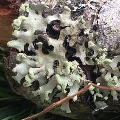 Hypotrachyna sinuosa