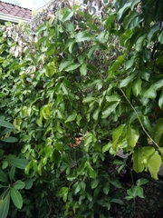 Strongylodon macrobotrys