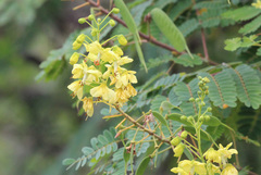 Caesalpinia