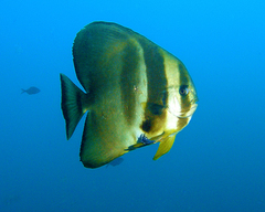 Conchoderma virgatum
