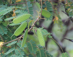 Caesalpinia