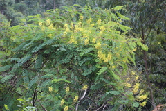 Caesalpinia